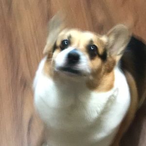 Meet your Posher, Blakey